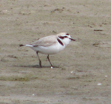 Snowy Plover Trent Reed 7_16_2011